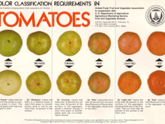 usda tomato ripeness color chart image