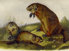 woodchuck from john burroughs image