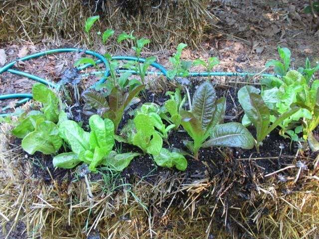 salad growing in straw bale gardens at craig lehoullier's