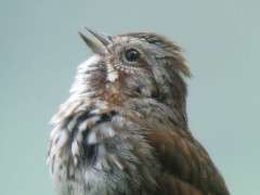 05   song sparrow singing 2 image