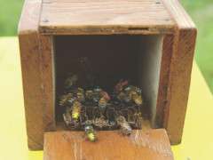 06 01 seeley fig bees in beebox image