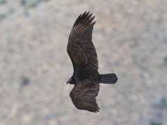 07 2   NH   Turkey Vulture dorsal image