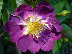 1024px Rosa 'Veilchenblau' J1 image