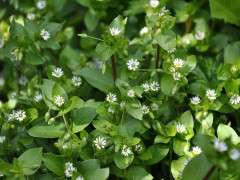 1024px Stellaria media Common Chickweed ჟუნჟრუკი image