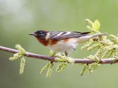 10 bay breasted warbler 20110519 magee 2338 kk image