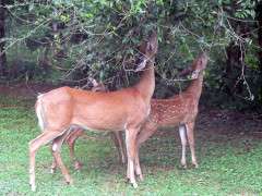 1280px White tailed deer (Odocoileus virginianus) grazing   20050809 image