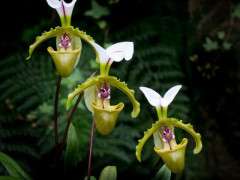 157951 Paphiopedilum spicerianum Erdmann Duane Longwood Volunteer Photographer  image