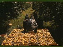 1940 peaches from library of congress lee russell image