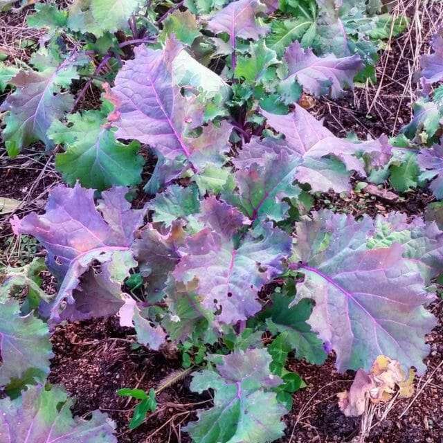 Blauwe Groninger kale