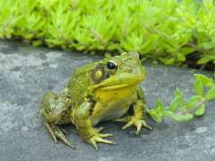 2015 male frog image