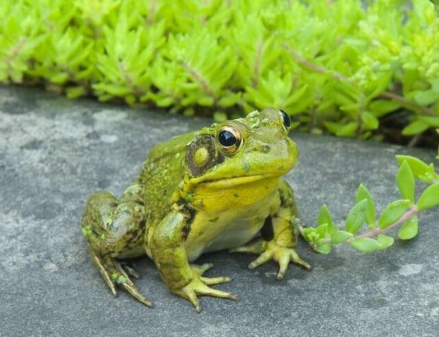 2015 male frog