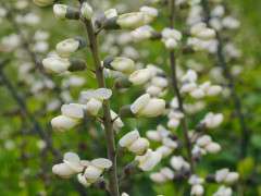 2018 0422 084+Baptisia+alba save4web image