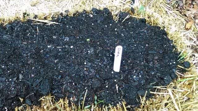 a straw bale garden ready for sowing seeds at craig lehoullier's