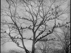 5926825566 c65a7dec44 z image