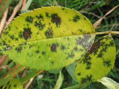 640px Black spot image