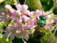 768px Beautyberry blossoms and Bee (8115444650) image