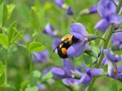 Aberrans Bumble Bee 1 image