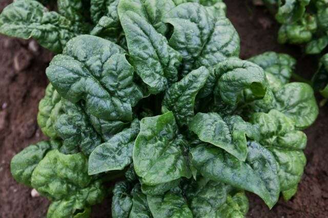 abundantbloomsdalespinach-adult-01-rgb-1024x682 (1)