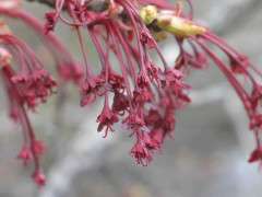 Acer rubrum EllenGDenny flower open female 04 image