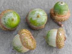 acorns 2010 2 image