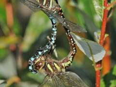 aeshna palmata by dennis paulson image