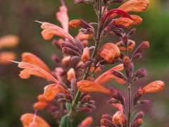 agastache acapulco orange 3 image