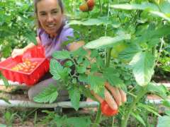 ahf tomato23sm image