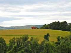 alfalfa field  image