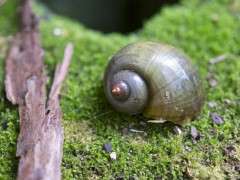 alien snail image