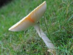 amanita muscaria image
