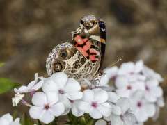 American Painted Lady Butterfly preview image