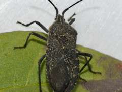 Anasa tristis, adult image