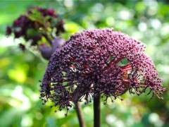 angelica gigas detail image