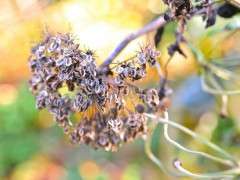 angelica gigas seedhead image