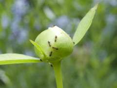 ants on peonies image