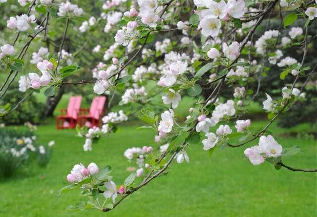 apple blossoms