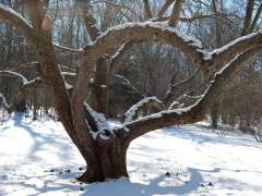 apple pruning 2 image