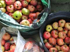 apples waiting for cooking image