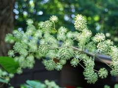 aralia new house image