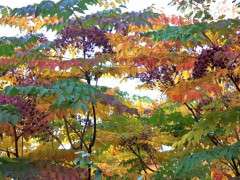 aralia spinosa fall image