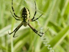 Argiope aurantia with stabilimenta image