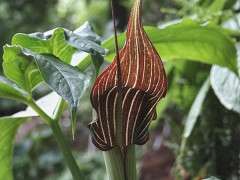 Arisaema Crossing Over.i 4094.s 63786.r 1 228d00ad 17cd 4ecf 9501 1bcaa672e626 1024x1024 image