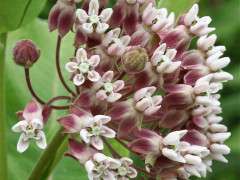Asclepias Naczi image