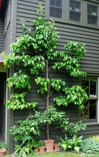 asian-pear-summer.jpg