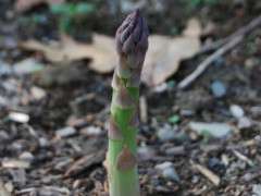 asparagus in april image