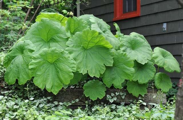 astilboides-tabularis