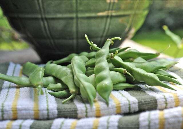 aunt-adas-pole-bean