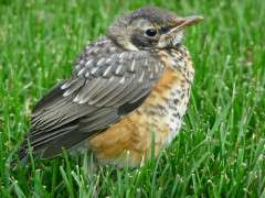 Baby American Robin from Natsuko Nicholls image