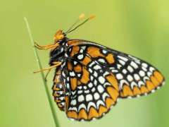 Baltimore Checkerspot image