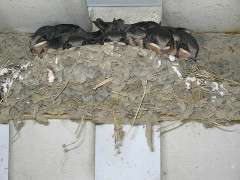 Barn Swallow babies photo by RebeccaB image